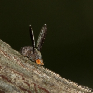 Trypetisoma digitatum at Bruce, ACT - 23 Nov 2011