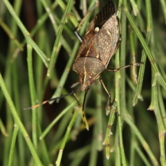 Omyta centrolineata (Centreline Shield Bug) at Bruce Ridge to Gossan Hill - 23 Nov 2011 by Bron