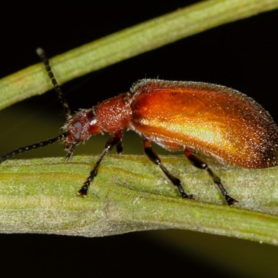 Ecnolagria grandis (Honeybrown beetle) at Bruce Ridge - 23 Nov 2011 by Bron