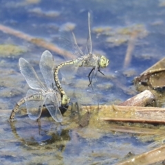 Anax papuensis at Gungahlin, ACT - 28 Oct 2019