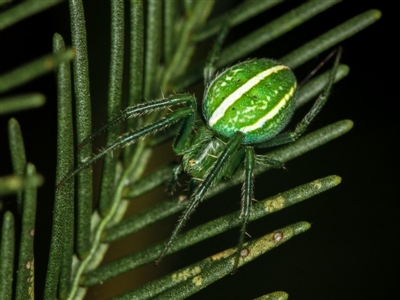 Araneus ginninderranus (Dondale's Orb-weaver) at Bruce, ACT - 23 Nov 2011 by Bron