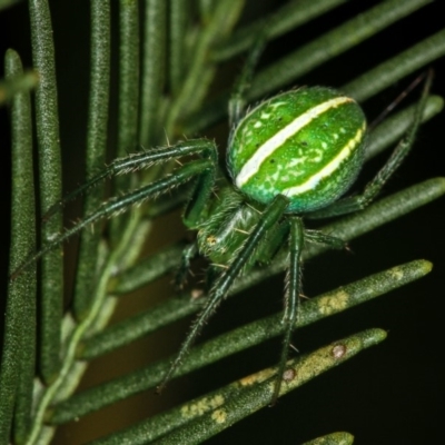 Araneus ginninderranus (Dondale's Orb-weaver) at Bruce Ridge - 23 Nov 2011 by Bron