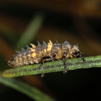 Harmonia conformis (Common Spotted Ladybird) at Bruce Ridge to Gossan Hill - 23 Nov 2011 by Bron