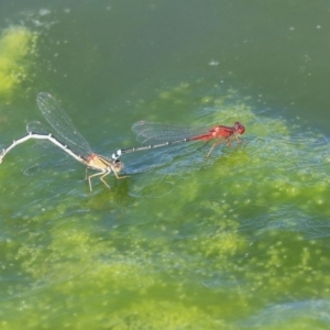 Xanthagrion erythroneurum at Gungahlin, ACT - 28 Oct 2019 02:23 PM