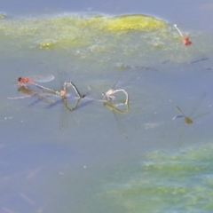 Xanthagrion erythroneurum at Gungahlin, ACT - 28 Oct 2019