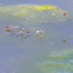 Xanthagrion erythroneurum at Gungahlin, ACT - 28 Oct 2019 02:23 PM