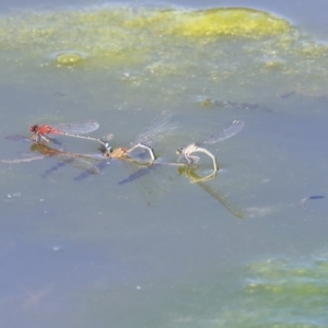 Xanthagrion erythroneurum at Gungahlin, ACT - 28 Oct 2019 02:23 PM