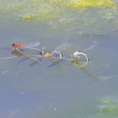 Xanthagrion erythroneurum at Gungahlin, ACT - 28 Oct 2019 02:23 PM