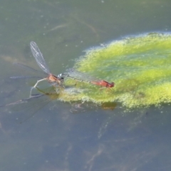 Xanthagrion erythroneurum at Gungahlin, ACT - 28 Oct 2019 02:23 PM