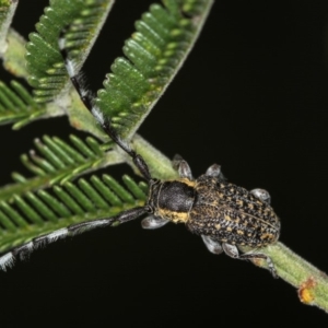 Ancita marginicollis at Bruce Ridge - 23 Nov 2011