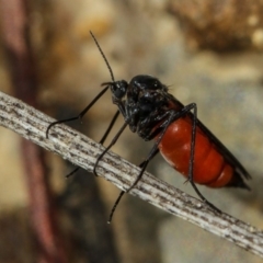 Sciaridae sp. (family) (Black fungus gnat) at Bruce Ridge - 23 Nov 2011 by Bron