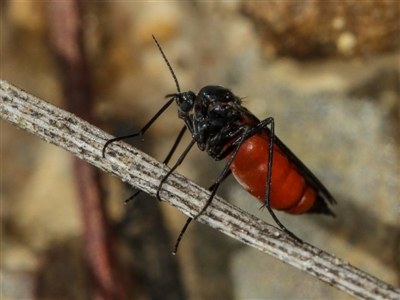 Sciaridae sp. (family) (Black fungus gnat) at Bruce, ACT - 23 Nov 2011 by Bron