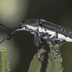 Rhinotia sp. (genus) (Unidentified Rhinotia weevil) at Bruce Ridge - 23 Nov 2011 by Bron