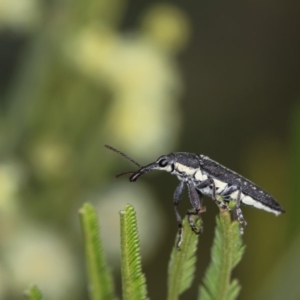 Rhinotia sp. (genus) at Bruce, ACT - 23 Nov 2011