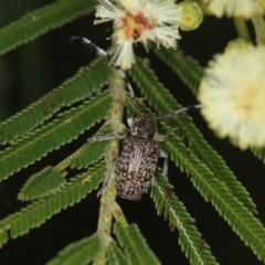 Ancita sp. (genus) (Longicorn or longhorn beetle) at Bruce Ridge - 23 Nov 2011 by Bron