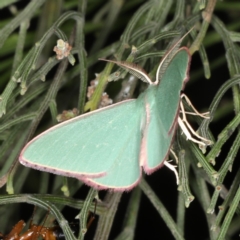 Chlorocoma undescribed species MoVsp3 (An Emerald moth) at Mount Ainslie - 17 Nov 2019 by jbromilow50