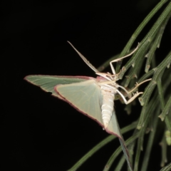 Chlorocoma undescribed species MoVsp3 at Ainslie, ACT - 17 Nov 2019