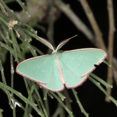 Chlorocoma undescribed species MoVsp3 at Ainslie, ACT - 17 Nov 2019