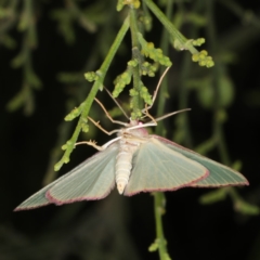 Chlorocoma (genus) (Emerald moth) at Mount Ainslie - 17 Nov 2019 by jb2602