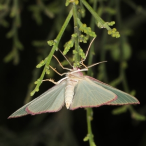 Chlorocoma (genus) at Ainslie, ACT - 17 Nov 2019