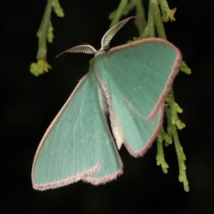 Chlorocoma (genus) at Ainslie, ACT - 17 Nov 2019 08:45 PM