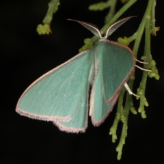 Chlorocoma (genus) at Ainslie, ACT - 17 Nov 2019 08:45 PM