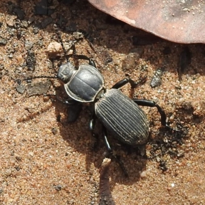 Unidentified Darkling beetle (Tenebrionidae) at Wattle Ridge - 5 Mar 2020 by GlossyGal