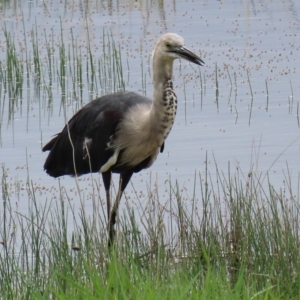 Ardea pacifica at Hume, ACT - 8 Mar 2020