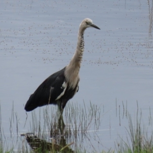 Ardea pacifica at Hume, ACT - 8 Mar 2020