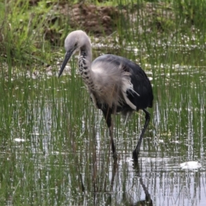 Ardea pacifica at Hume, ACT - 8 Mar 2020