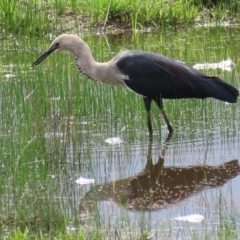 Ardea pacifica at Hume, ACT - 8 Mar 2020