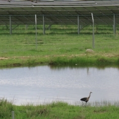 Ardea pacifica at Hume, ACT - 8 Mar 2020