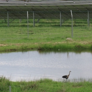 Ardea pacifica at Hume, ACT - 8 Mar 2020 04:01 PM