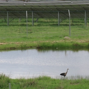 Ardea pacifica at Hume, ACT - 8 Mar 2020