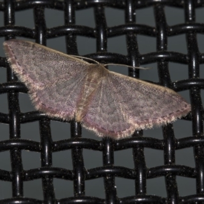 Idaea costaria (White-edged Wave) at Higgins, ACT - 8 Mar 2020 by AlisonMilton