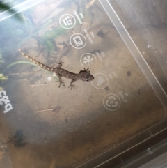 Christinus marmoratus (Southern Marbled Gecko) at Kaleen, ACT - 8 Mar 2020 by CarliJeani