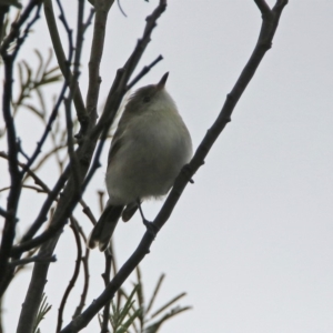 Gerygone fusca at Fyshwick, ACT - 8 Mar 2020