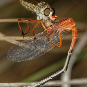 Cerdistus sp. (genus) at Bruce, ACT - 23 Nov 2011 04:40 PM