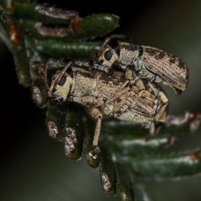 Titinia tenuis (Titinia weevil) at Bruce Ridge - 23 Nov 2011 by Bron