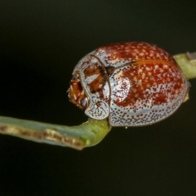 Paropsisterna m-fuscum (Eucalyptus Leaf Beetle) at Bruce Ridge - 23 Nov 2011 by Bron