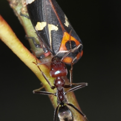 Eurymeloides pulchra (Gumtree hopper) at Bruce Ridge to Gossan Hill - 23 Nov 2011 by Bron