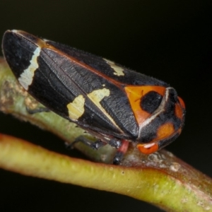 Eurymeloides pulchra at Bruce, ACT - 23 Nov 2011