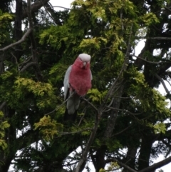 Eolophus roseicapilla (Galah) at Balaclava, NSW - 1 Jan 2017 by JanHartog