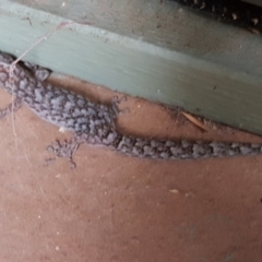 Christinus marmoratus (Southern Marbled Gecko) at Isaacs, ACT - 9 Mar 2020 by Mike