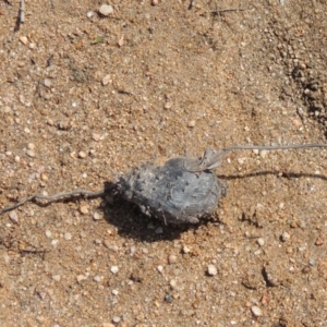 Bolboschoenus sp. at Greenway, ACT - 22 Jan 2020