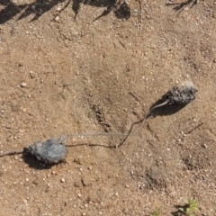 Bolboschoenus sp. at Greenway, ACT - 22 Jan 2020