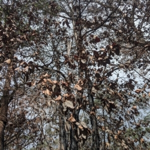 Syncarpia glomulifera subsp. glomulifera at Bundanoon - 6 Mar 2020