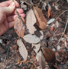 Syncarpia glomulifera subsp. glomulifera at Bundanoon - 6 Mar 2020