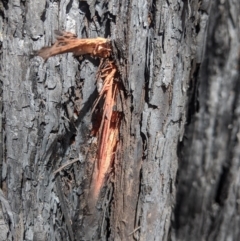 Syncarpia glomulifera subsp. glomulifera at Bundanoon - 6 Mar 2020