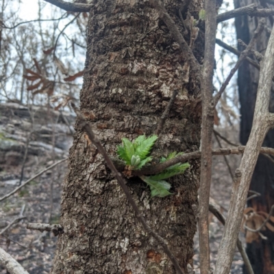 Banksia serrata (Saw Banksia) at Bundanoon, NSW - 6 Mar 2020 by Margot